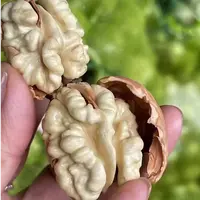 云南农家高原鲜核桃