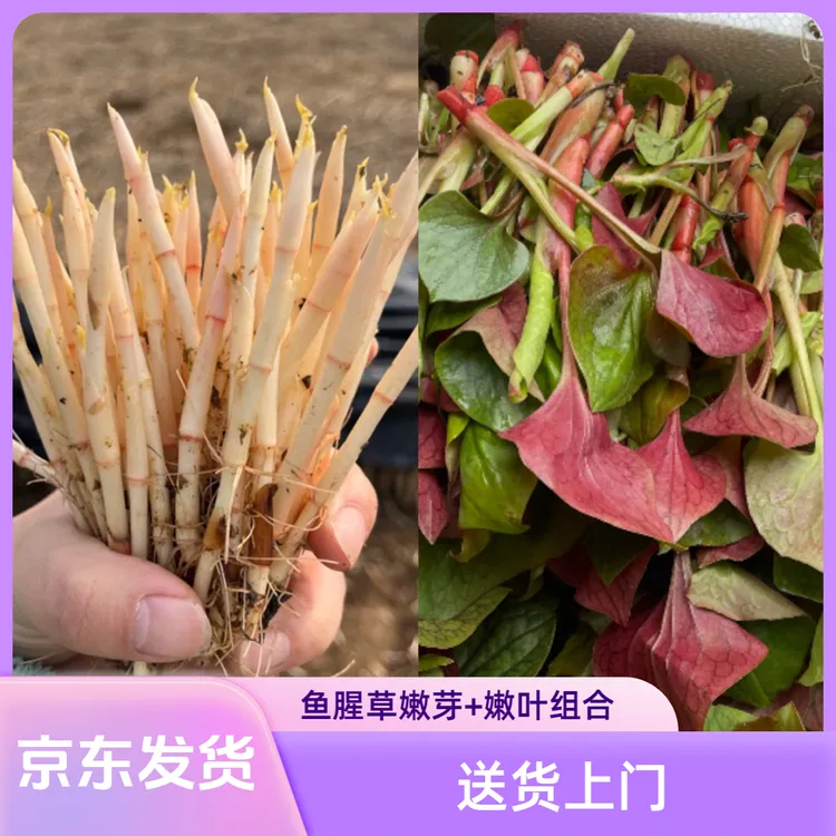 【京东包邮】鱼腥草折耳根嫩芽+嫩叶拼装各一半混装新鲜现割发货