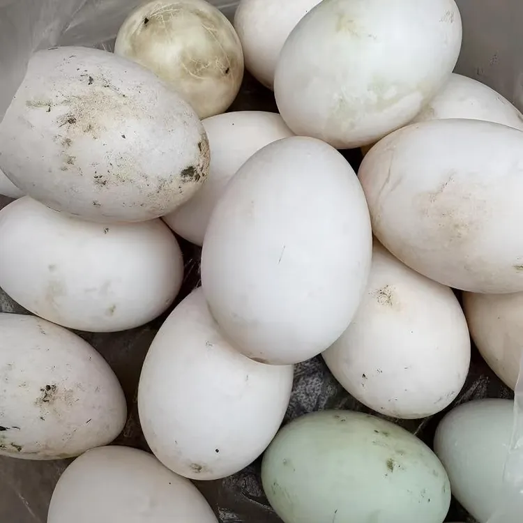 农家散养土鸭蛋  30枚装