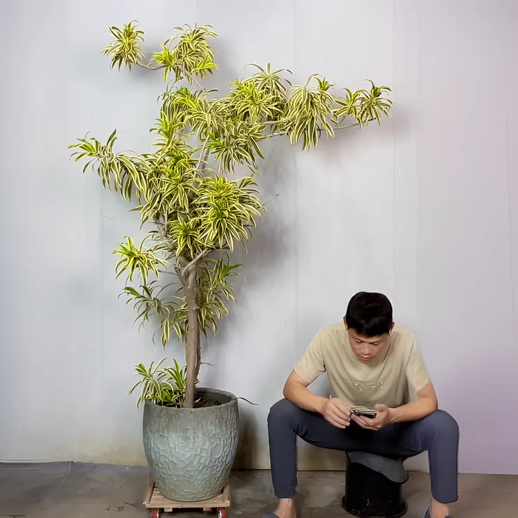 高颜值金边百合竹大型盆栽绿植适合客厅大厅摆放