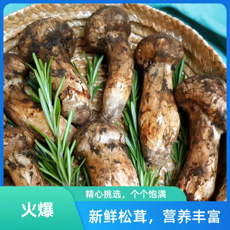 新鲜现挖松茸菌空运冷链食用菌菇炖汤食材