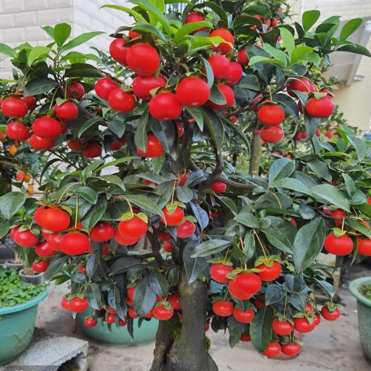 金弹子一物一拍独特造型观赏佳品