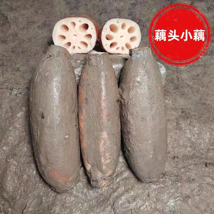 正宗洪湖莲藕小藕新鲜带泥藕小粉藕头小节藕3斤小藕炒菜卤藕