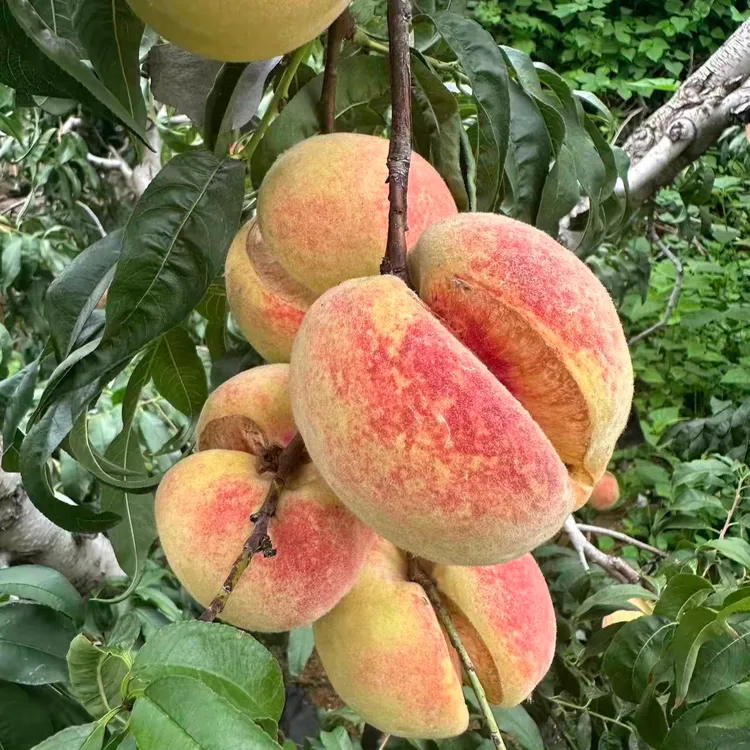 脆甜爆炸裂口桃丑桃新鲜采摘