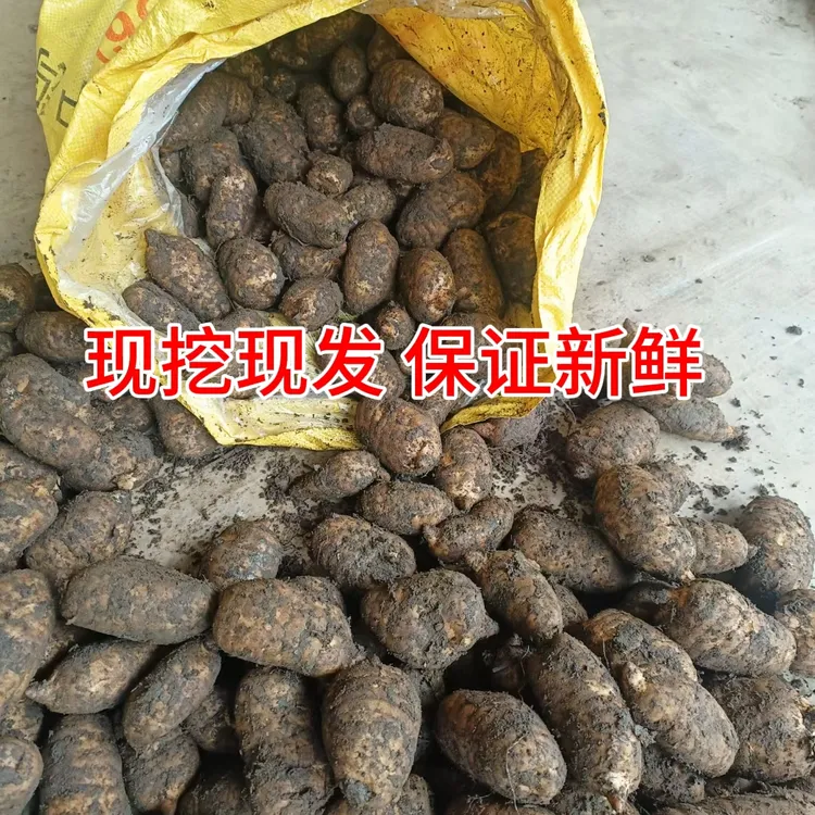 云南昭通小草坝(新鲜天麻)野外种植3年，新鲜采挖天麻正宗野天麻