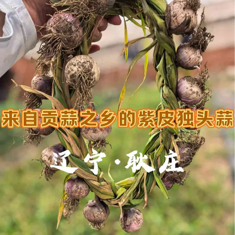 2025 辽宁耿庄紫皮独头蒜 贡蒜之乡 黑土地 40头一辫