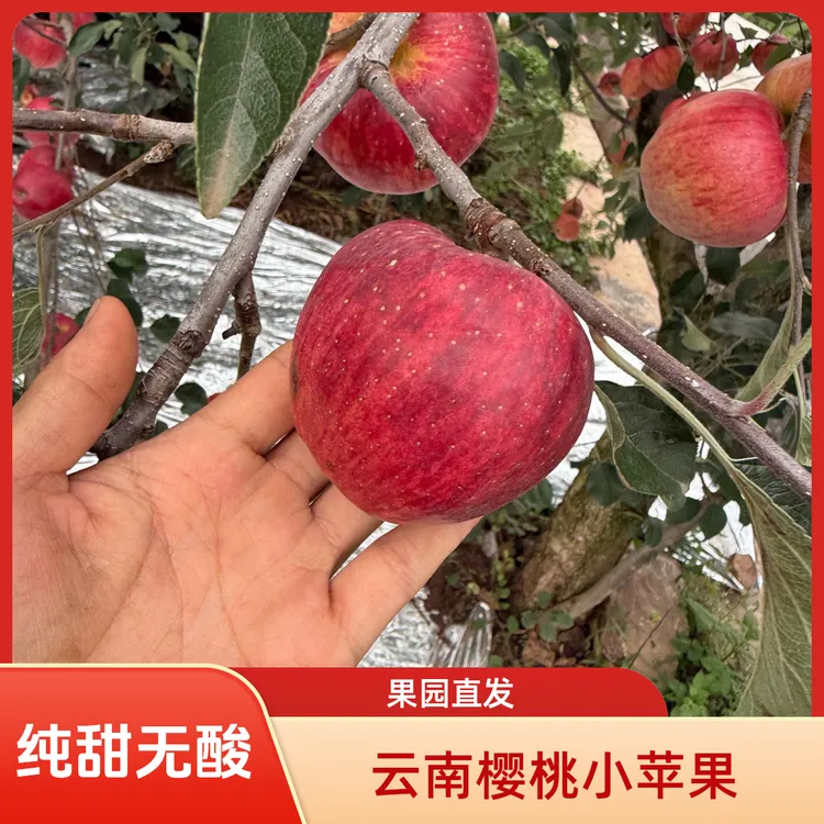 云南昭通正宗樱桃小苹果纯甜无酸现摘现发