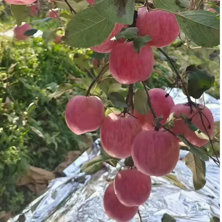 正宗河南灵宝寺河山高山红富士条纹苹果