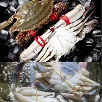 【保鲜不保活】三角蟹和公蟹（混搭）每斤2-4只 每只3两左右！【冻蟹】