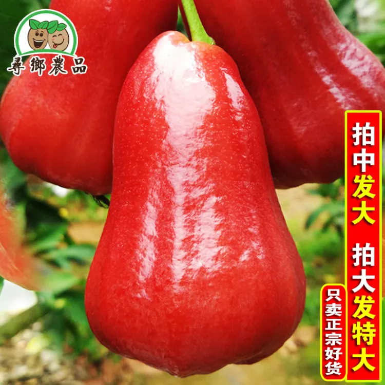 （顺丰包邮）海南正宗黑金刚莲雾净重2/10斤新鲜水果三亚特产莲雾果