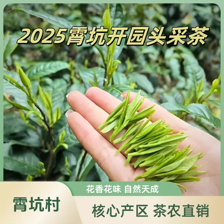 【2025霄坑开园头采茶】正宗霄坑核心产区特级霄坑绿茶250g尝鲜包邮