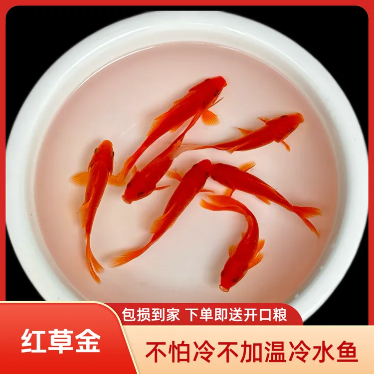 冷水观赏鱼红色草金鱼好养的招财鱼锦鲤活体养殖好养耐活新手精选