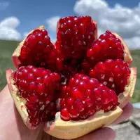 会理软籽石榴新鲜应季脆甜多汁水果