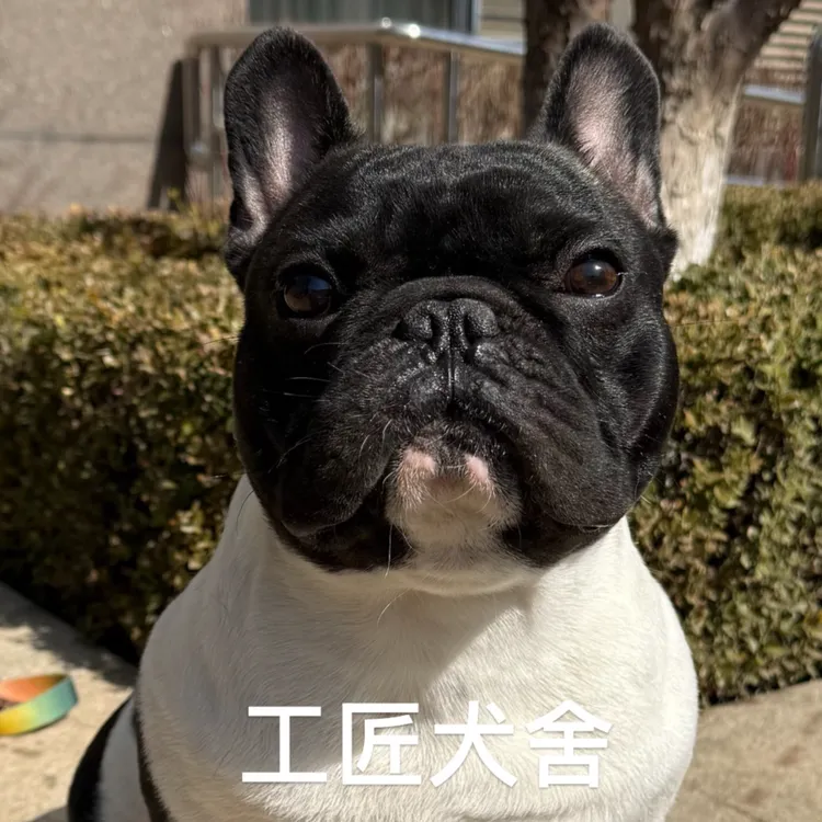 纯种法国斗牛犬家庭幼犬陪伴犬法斗法牛宠物狗狗狗法斗犬