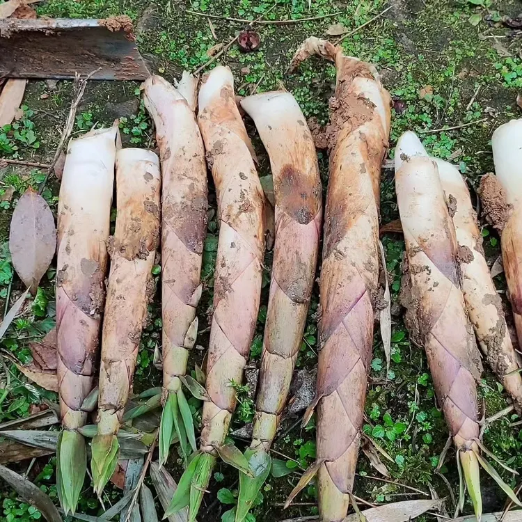 江西赣州新鲜深山野生苦笋客家特产竹笋春笋江西苦笋竹笋现挖现发