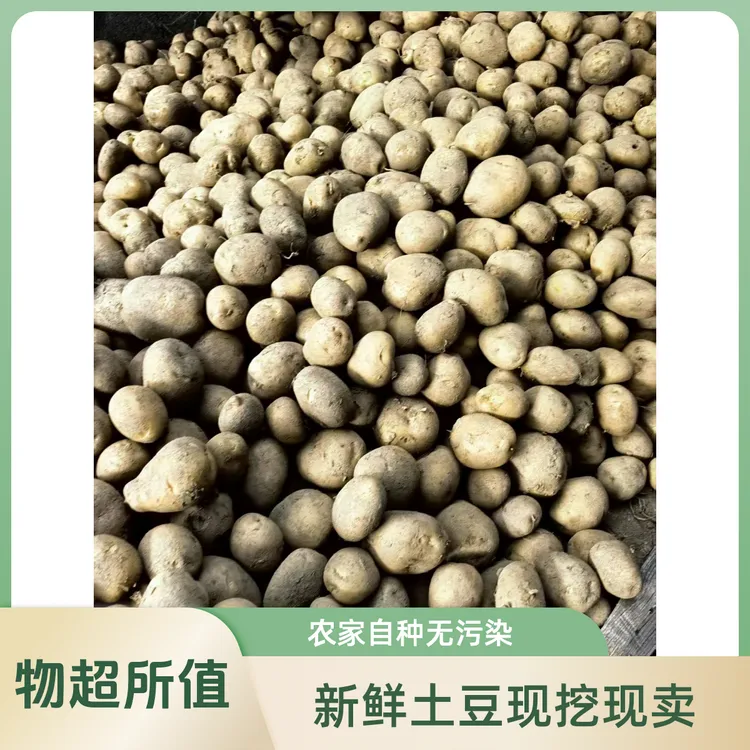 平利八仙现挖新鲜土豆农产品洋芋马铃薯5斤洋芋粑粑