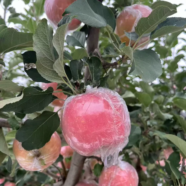 现摘现发山西运城红富士苹果冰糖心新鲜脆甜多汁水果