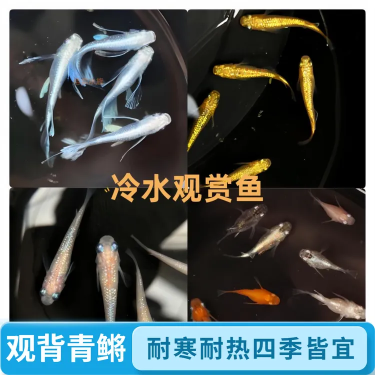 免打氧2-3厘米淡水观背青鳉观赏鱼小型冷水鱼适合新手桌面宠物