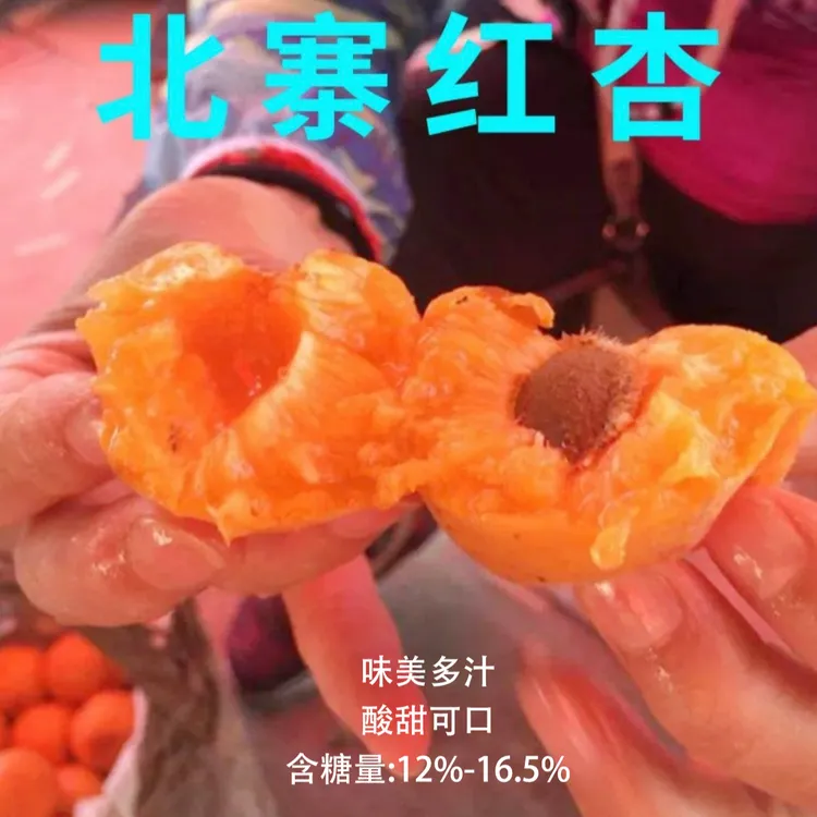 北京平谷北寨红杏特产现摘现发新鲜应季酸甜可口老少皆宜不伤胃