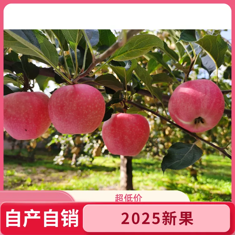 2025新果嘎啦苹果农家自产自销现采现摘脆甜可口5斤/10斤