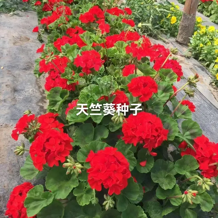天竺葵四季易播种直立大花球阳台盆栽好养花卉种子