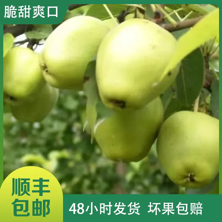 4.5斤装【头茬甘肃早酥梨】酸甜可口应季水果脆甜皮薄多汁现摘现发