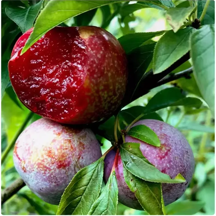 果树苗 三华李子苗李子树苗红肉李子嫁接苗 南方北方种植大蜜李