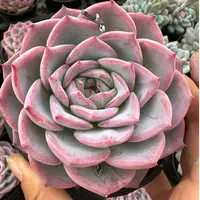 10#三生三世桃花里多肉植物 前男友精品多肉 A233J