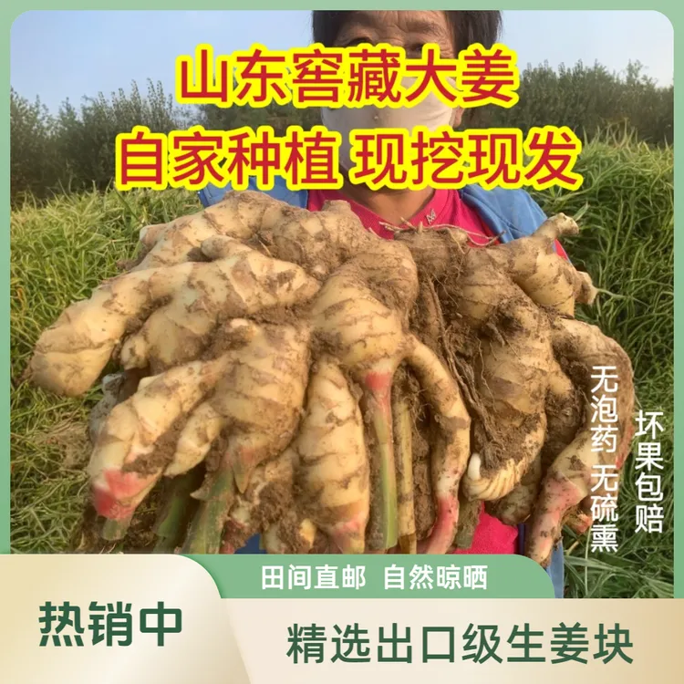 坏果包赔正宗山东窖藏大姜出口级生姜生吃姜大黄姜新鲜姜脆嫩丝少