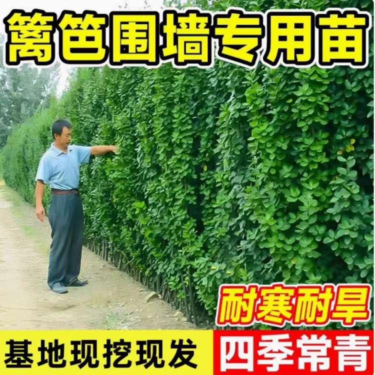 围墙篱笆植物北海道大叶黄杨苗冬青树苗四季常青耐寒庭院绿篱树苗