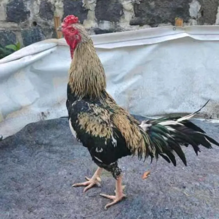 斗鸡，干架鸡中原‘鬼子独麟