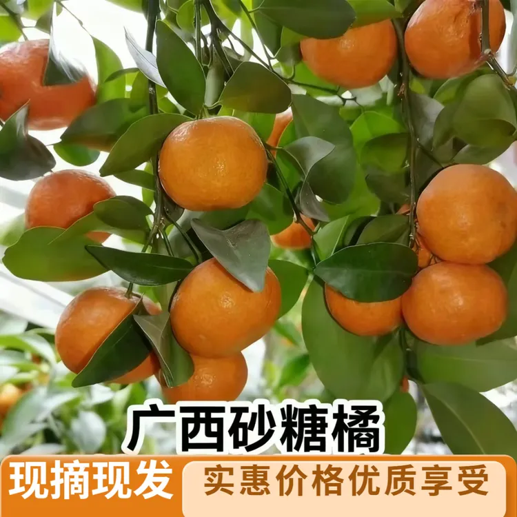 广西薄皮鲜甜沙糖桔砂糖橘皮薄多汁现摘新鲜速达
