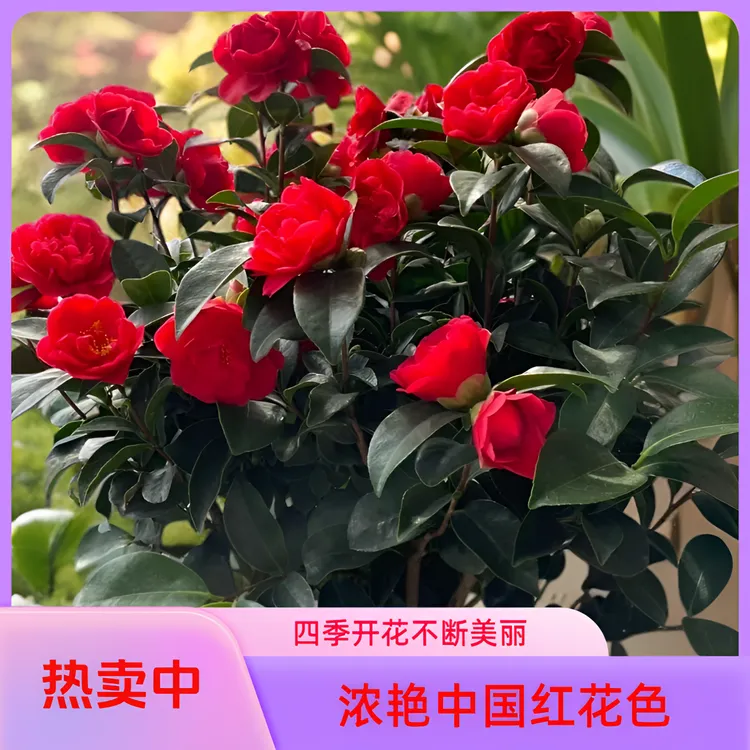 【四季茶花】高度1米~1.2米/四季开花重瓣中国红（带花苞）