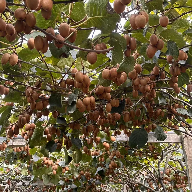 【徐香】陕西徐香猕猴桃【普通快递】