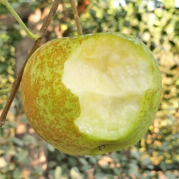 【2025新果】海拔高山新鲜酸甜脆粉金帅麻脸青苹果皮薄多汁现摘现发