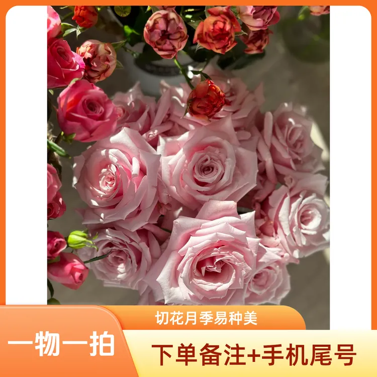 【新品切花品种表】一物一拍   下单备注手机尾号