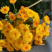 【云舍花卉】【黄色宝莲灯】小菊 全场任意满两单及以上鲜花包邮发货