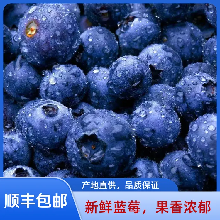 【巨无霸】云南高山蓝莓18mm-24mm以上 脆甜可口 护眼神器 100g/盒