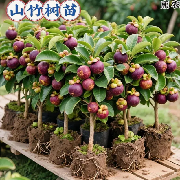 泰国山竹树苗原盆原土带叶四季盆栽黄金山竹无籽种植果树果苗南方