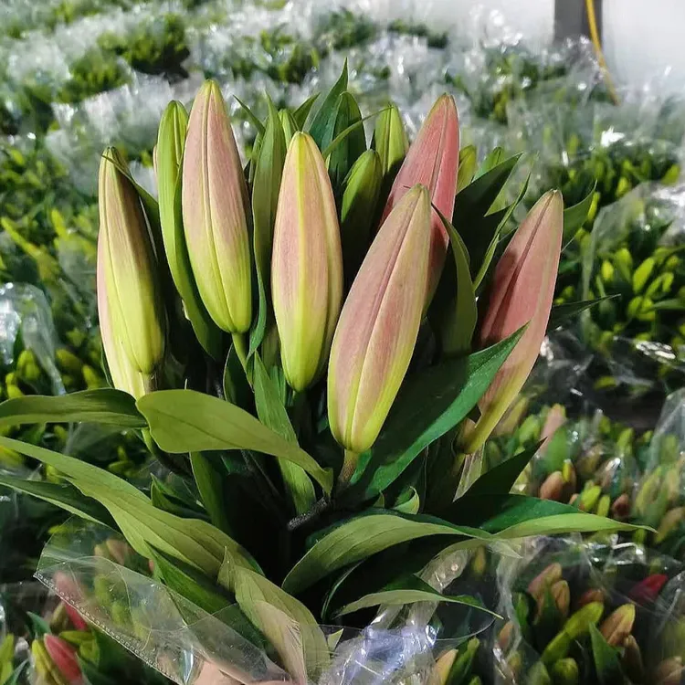 香水百合 云南家用鲜花新鲜百合花 重瓣香水百合昆明基地直发包邮