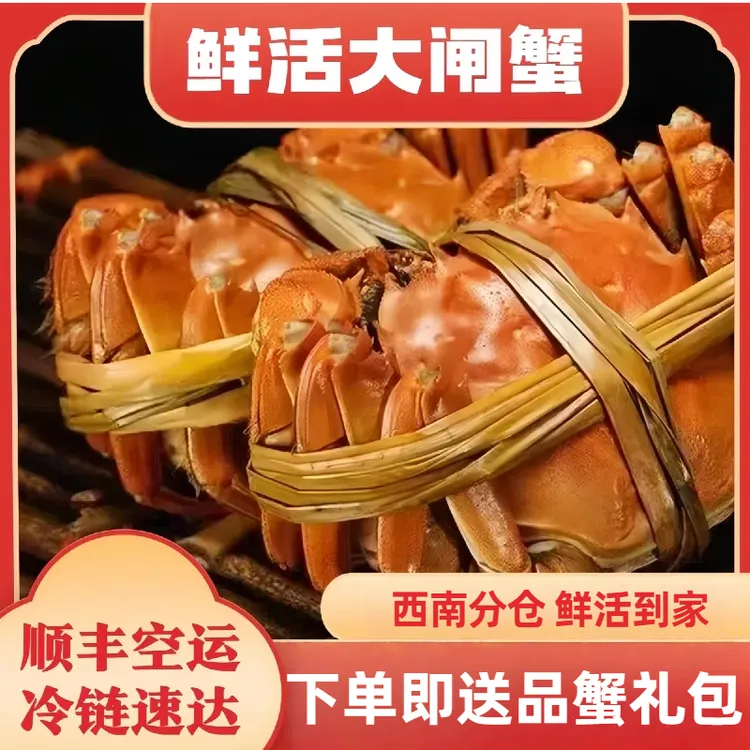 【现货】江苏大闸蟹母蟹 2.3-2两 8/10只 鲜活顺丰速发