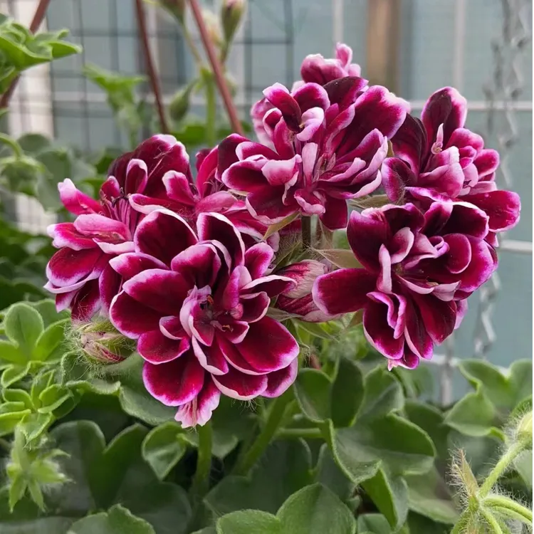 花卉垂钓天竺葵四季开花阳台小院原土原盆虎刺梅