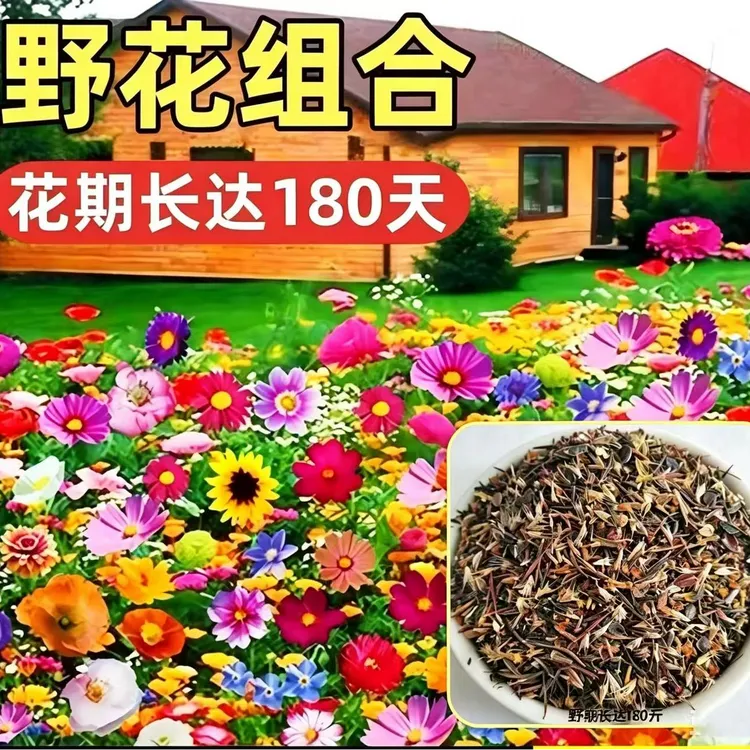【野花组合种子】种植庭院四季易活开花美观好养商品图