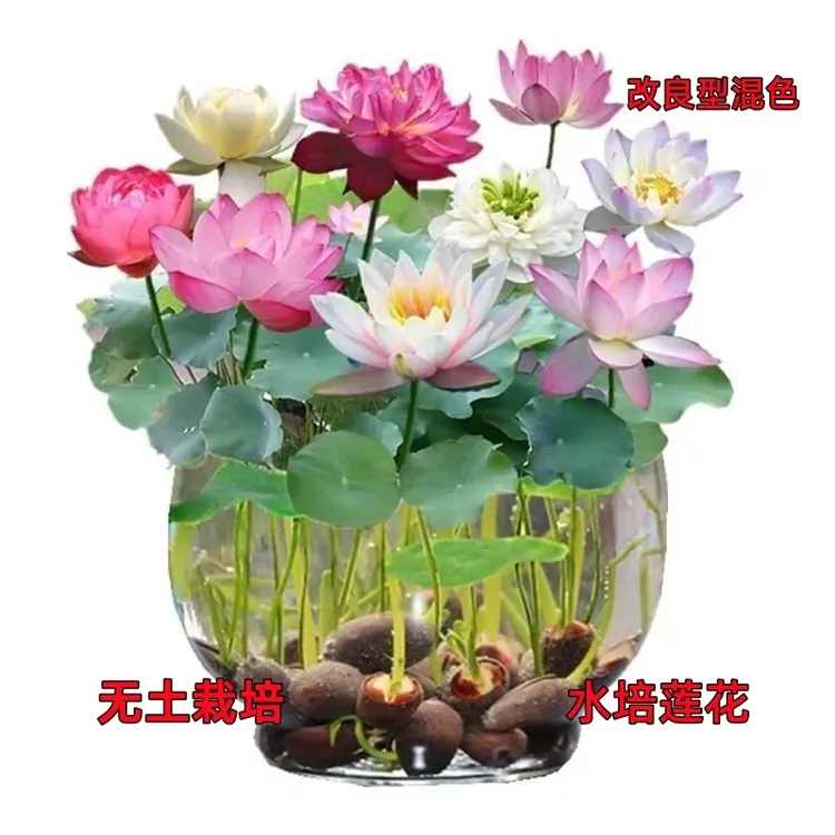 【水培碗莲种子】碗莲种子庭院阳台盆栽花卉种子精选开口莲花籽商品图
