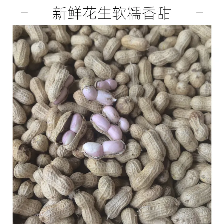 务川新鲜花生贵州新鲜出土山泉水洗干净的贵州小米花生现挖现发的花生软糯香甜