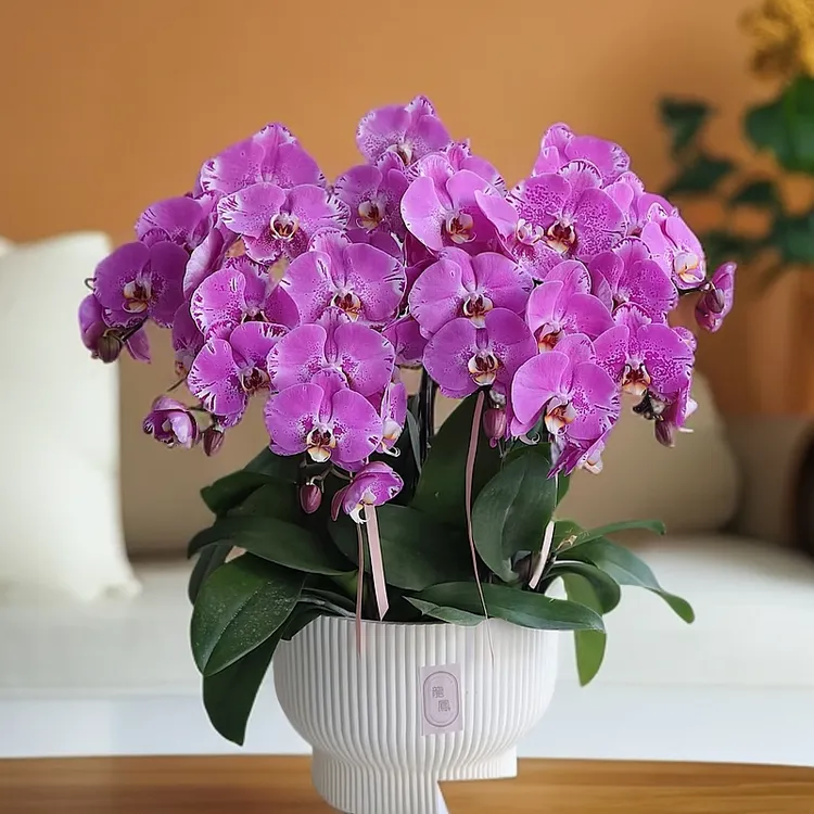 蝴蝶兰【藏宝图】室内绿植花卉带花剑懒人款好养易活盆栽