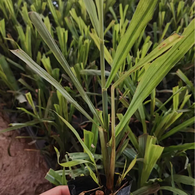 黄金水果甘蔗黄皮水果甘蔗组培苗脱毒苗带土带叶杯苗