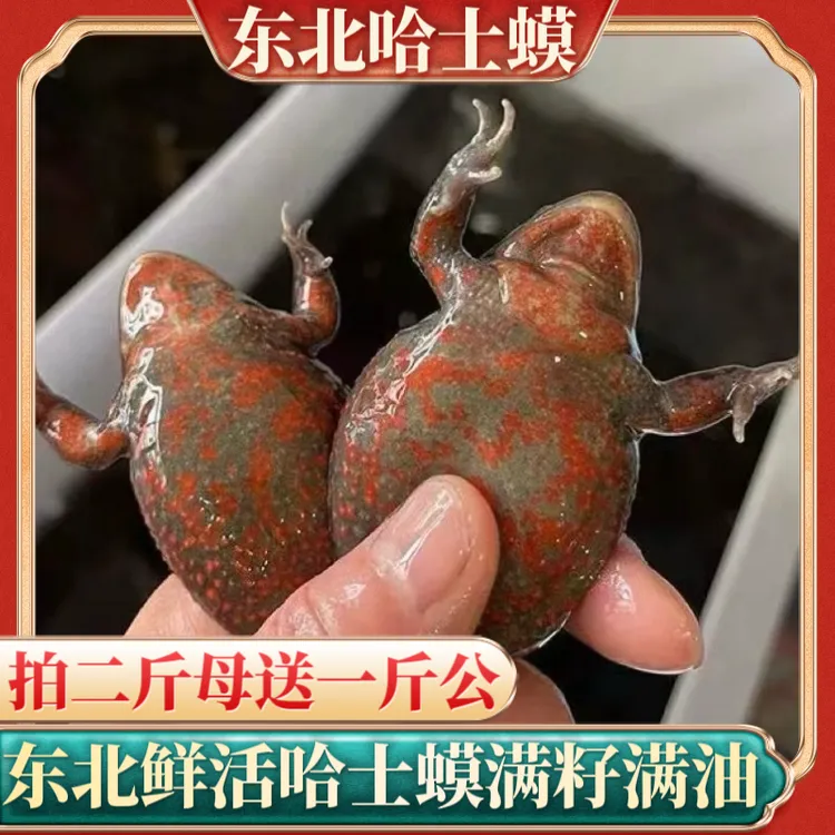 （红）东北活河鲜 鲜活哈什蟆 红肚林蛙 满籽满油送东北大酱
