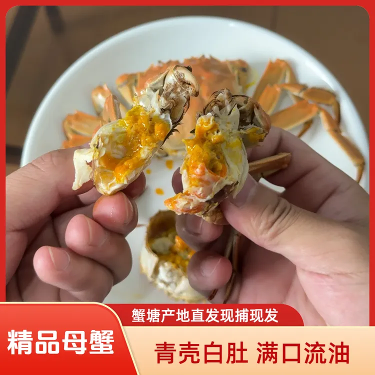 【活蟹】母蟹2两6只10只鲜活现货