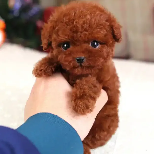 【小韩萌宠】泰迪犬活体专属链接